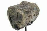 Fossil Hadrosaur Caudal Vertebra w/ Metal Stand - Texas #243656-1